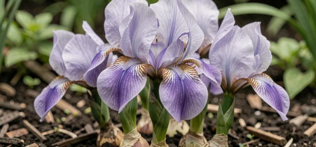 Tout savoir sur les iris marcheurs : plantation, entretien et floraison au jardin